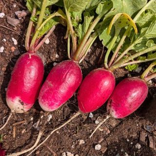 French Breakfast Radish Thumbnail